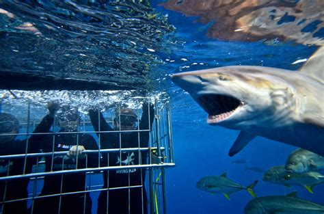 Shark Cage Diving Durban Shark Cage Diving Kzn