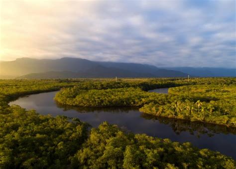 Emergent, upper canopy, understory, and forest floor. 10 Biggest Dangerous To The Amazon Rainforest | Stacker