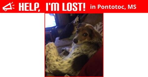 Australia's largest lost & found service recognised by vets, councils and volunteer organisations across the country. Lost Dog (Pontotoc, Mississippi) - Stella