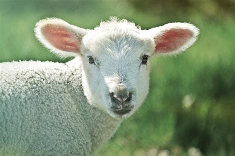 Free Photo Lamb Sheep Animal Schäfchen Free Image On