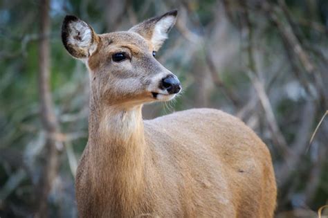 What Is A Female Deer Called 3 Common Names World Deer