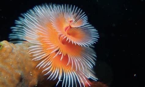 Christmas Tree Worm All You Need To Know Surfs Up Magazine