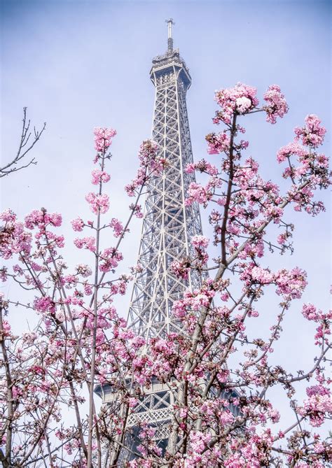 La Vie En Rose Photo Art Eiffel Tower Wall Art Paris In Spring
