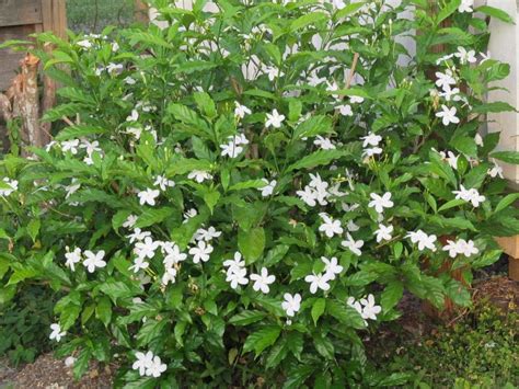 Arlo Gardens Rare Imported Bush Jasmine Plant White Flower Variety