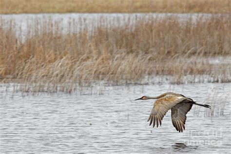 Sandhill Flight At Crex Meadows Photograph By Natural Focal Point