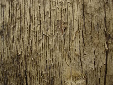 Tree Texture 11 By Lunanyxstock On Deviantart