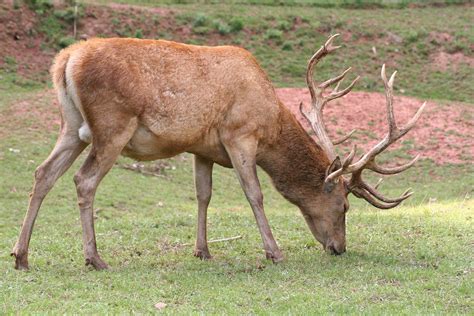 Red Deer Mammal Britannica