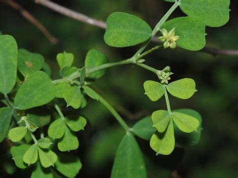 Coronilla Minima Alchetron The Free Social Encyclopedia