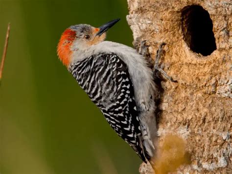 8 Woodpeckers In North Carolina Species Worth Visiting Love The Birds
