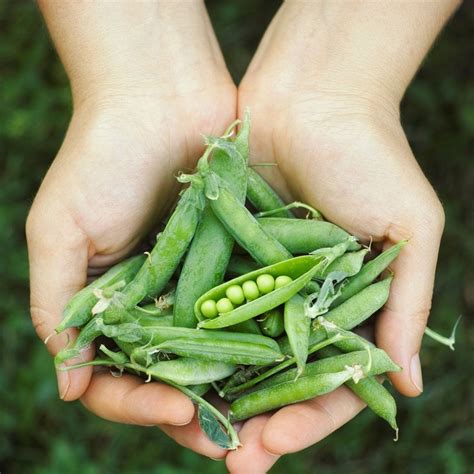 How To Grow Peas In Your Home Garden Attainable Sustainable®