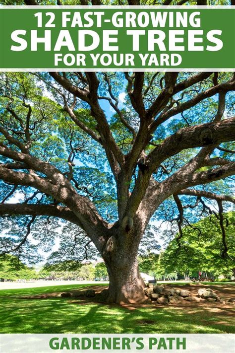 A Large Tree With The Words 12 Fast Growing Shade Trees For Your Yard