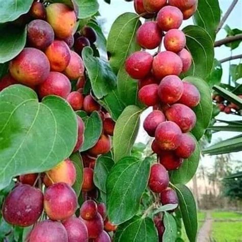 Well Watered Red Apple Ber Plants For Fruits At Rs 45piece In Lucknow Id 2851222918448