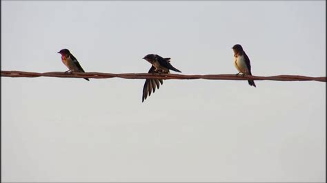 Best Beautiful Swallows, Beautiful Swallows, The Animals Collective