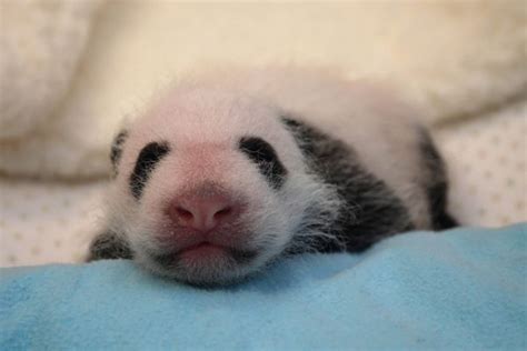 Update National Zoos Giant Panda Cub Is A Healthy Girl Zooborns
