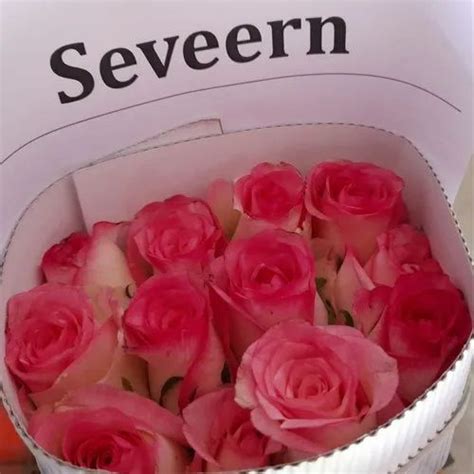 Babe Pink Fresh Cut Seveern Rose Flower Packaging Size 20 Roses At Rs