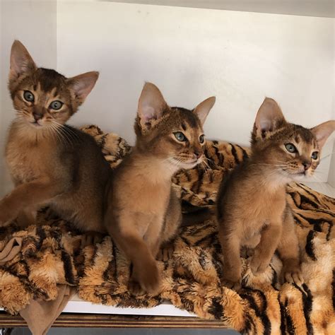 Nericon Abyssinians Abyssinian Cat Breeder Griffith Nsw