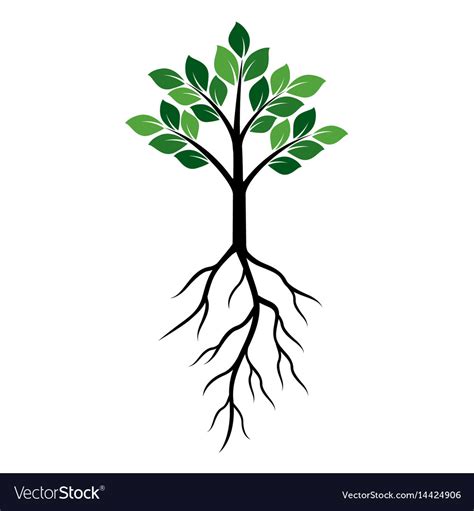 Select from premium plant cells images of the highest quality. Shape green tree and roots Royalty Free Vector Image