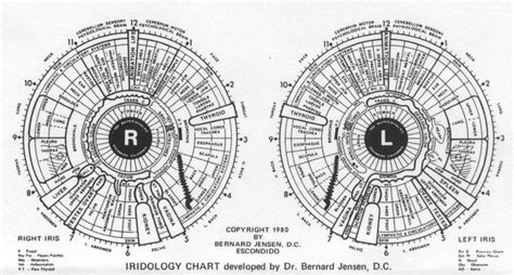 Eye Reflexology Chart Iridology Chart Iridology Body Chart