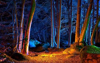 Night Forest Fall Wallpapers Natural Wallpaperaccess