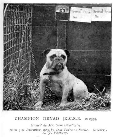 1800 British Bulldog Old English Bulldog American Bulldog Pug