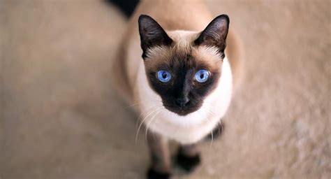 Seal Point Cat Breeds The Amazing Markings And Shades