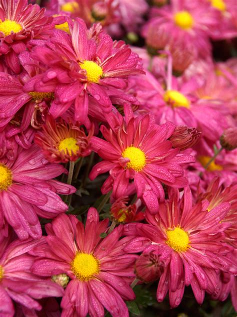 Chrysanthemum Daisy Rose Bluestone Perennials