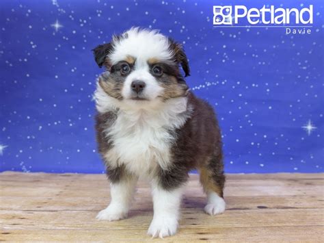 The parents are both family dogs and have great traits and behaviour and make the cutest. Petland Florida has Miniature Australian Shepherd puppies ...