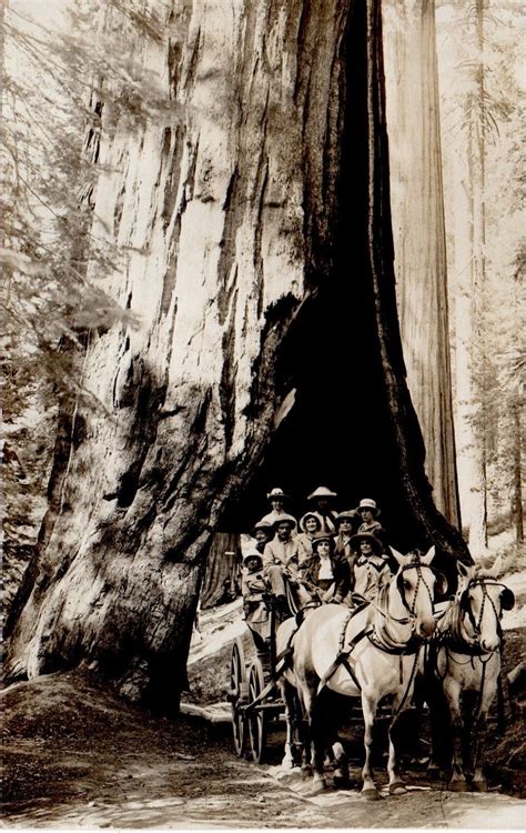 G136 Original Ca 1910 Real Photo Postcard Wawona Tunnel Tree Sequoia
