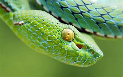 Snake Reptiles Eyes Background Animals Yellow Face