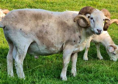 Wiltshire Horn Sheep For Sale Sellmylivestock The Online Livestock