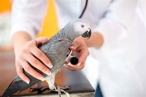 Anaesthesia In Exotic Pets—managing The Risks Vet Practice Magazine