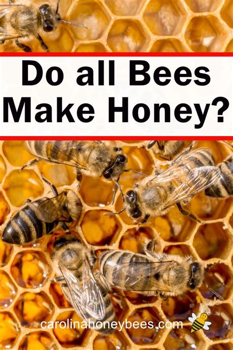 A Guide To How Do Bees Make Honey Carolina Honeybees Bee Keeping