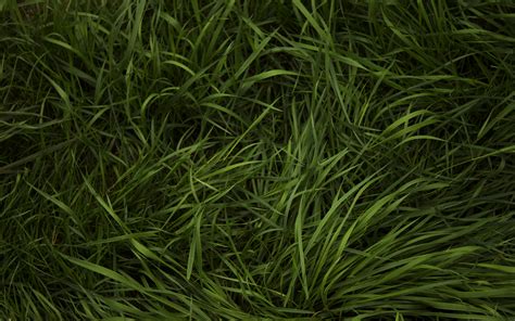 Grass Texture Wallpaper
