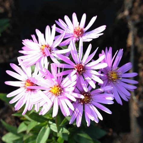 Was ist eigentlich der unterschied? Insektenfreundliche Stauden, Gräser und Gehölze für den ...
