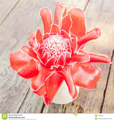 Tropical Flower Red Torch Ginger Stock Image Image Of Rainforest