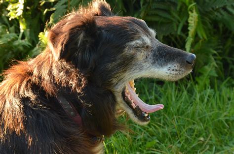 Free Images Pet Yawn Grey Vertebrate Elderly Dog Breed Old Age