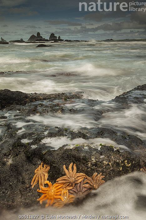 Stock Photo Of Eleven Armed Sea Star Coscinasterias Calamaria Group