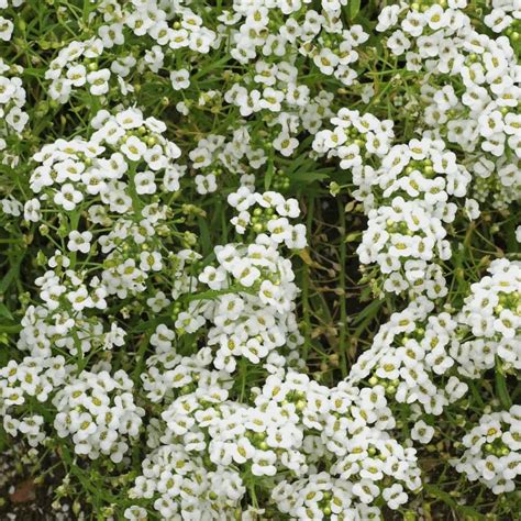 With its incredibly long blooming season, from late spring to frost, 'snow princess' is a top performer that has received. Sweet Alyssum Seeds | Alyssum Carpet of Snow | Everwilde Farms