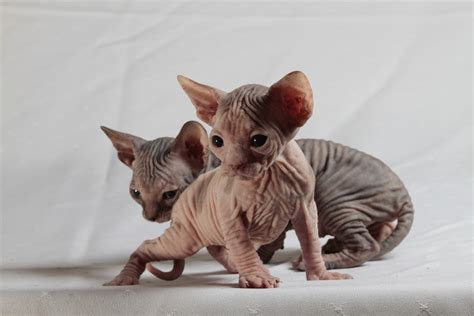 Consuming a restful api with powershell. Free photo: Cats, Sphinx, Kittens - Free Image on Pixabay ...