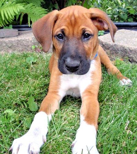 German shepherd mix is a hybrid dog developed by crossing the german shepherd with other pure breeds. Boxer x German Shepard | Boxer mix, Boxer shepherd mix ...