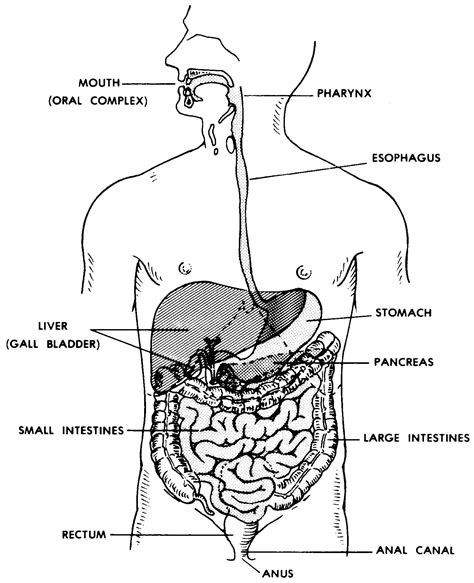 Anatomy Clipart Diagram Of Digestive System Human Anatomy Clipart