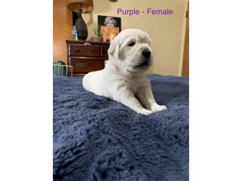 Golden retriever puppies are adorable and if you are buying one of your own, sometimes making a choice can be difficult. 4 AKC Golden Retriever Puppies for Adoption in Boise ...