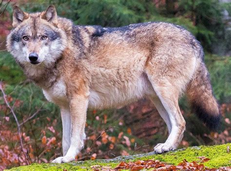 Boreal Gray Wolf New Pleistocene Speculative Evolution Wiki Fandom