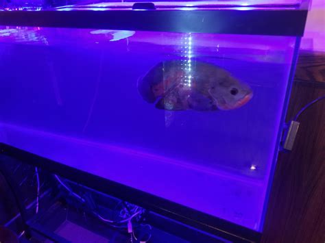 Tank at a chinese buffet. One fish, no decor. : r/shittyaquariums