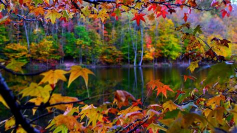 Beautiful Autumn Landscape In The Colorful Forest