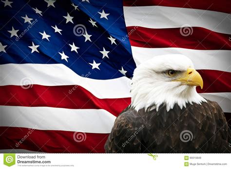 North American Bald Eagle On American Flag Stock Photo