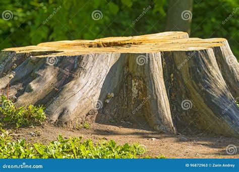 Big Stump From An Old Tree Stock Image Image Of Scenic 96872963