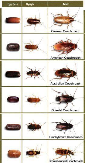 15 Cockroaches Ideas Cockroaches German Cockroach Cockroach Control