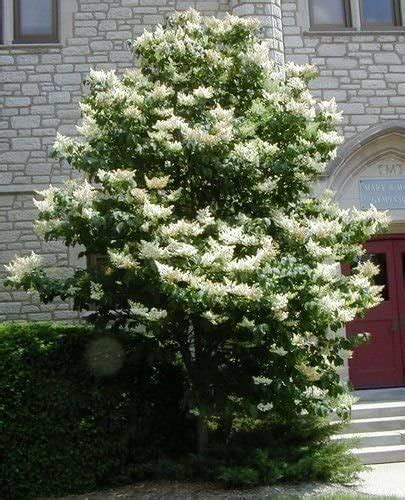 40 Japanese Tree Lilac Seeds Hardy Perennial Most Powerful Lovely Fragrance