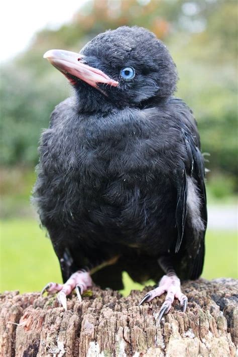 Mediatechy Baby Raven Raven Crow Animals